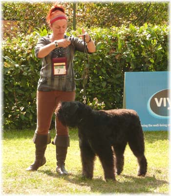 Elevage du CLOS DE LA LUETTE - COPYRIGHT DEPOSE